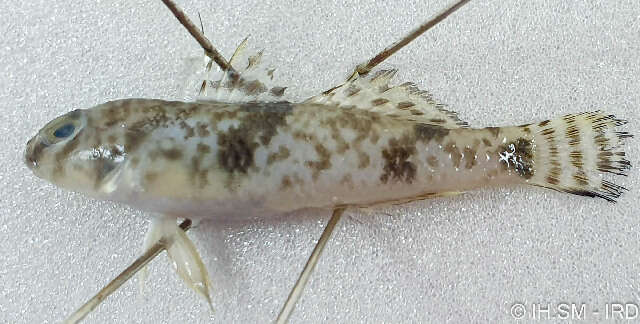 Image of Favonigobius