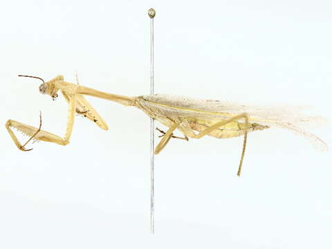 صورة Miomantidae Westwood 1889