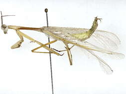 صورة Miomantidae Westwood 1889