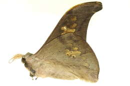 Image of Silkmoths