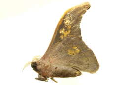 Image of Silkmoths