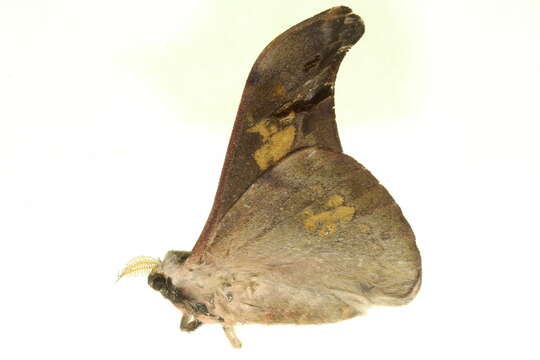 Image of Silkmoths