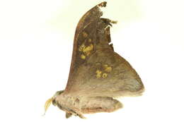 Image of Silkmoths