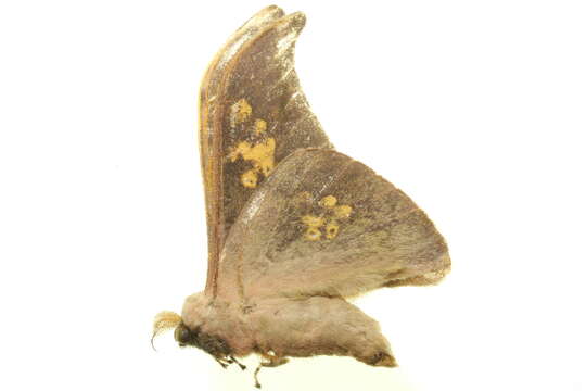 Image of Silkmoths