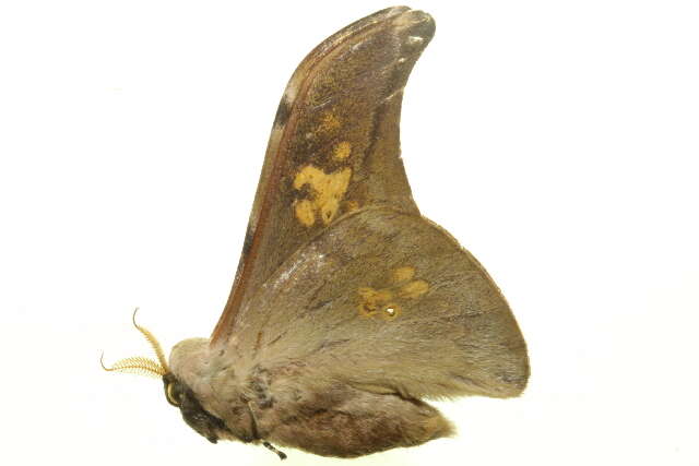 Image of Silkmoths