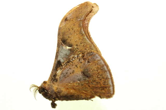 Image of Silkmoths