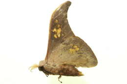 Image of Silkmoths