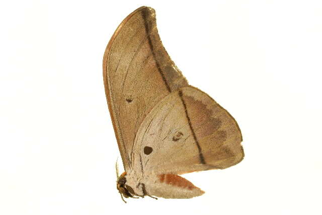 Image of Silkmoths