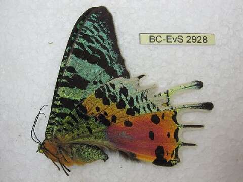 Image of Madagascan Sunset Moth