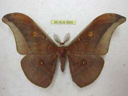 Image of Tussah moths