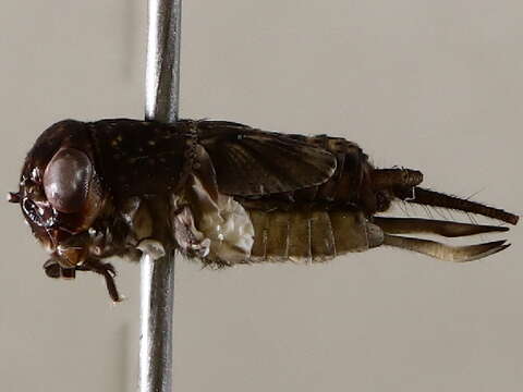 Image of nr. Collared Ground Cricket