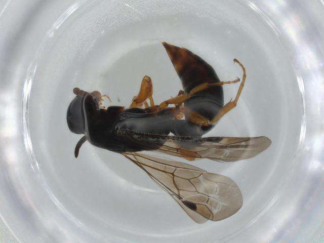 Image de Sierolomorphidae