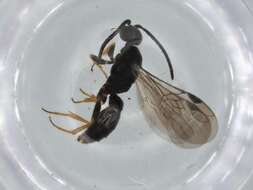 Imagem de Sierolomorphidae