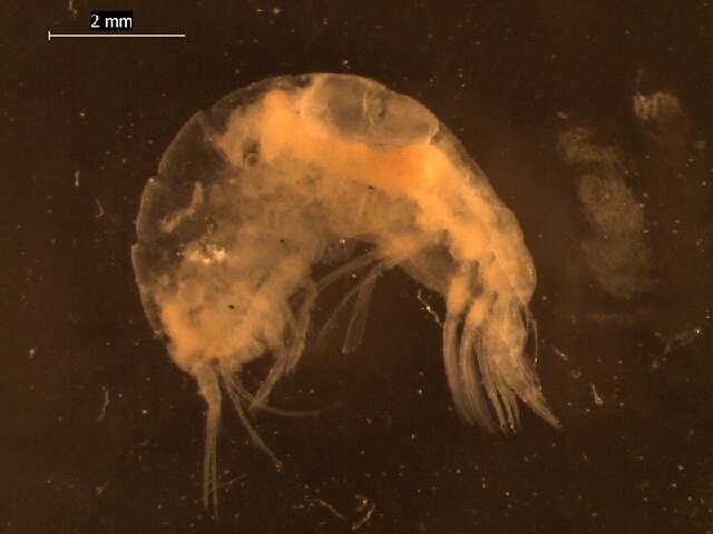 Image of Alicelloidea Lowry & De Broyer 2008