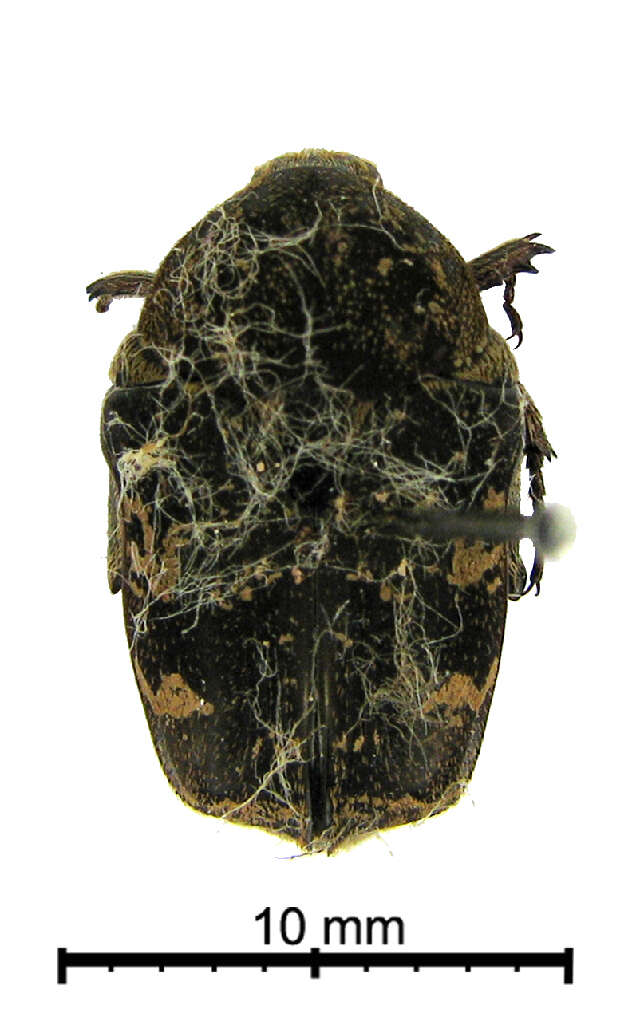 Image of Cetoniinae