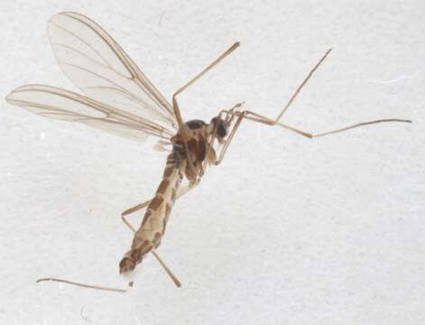 Image of Wood Midges