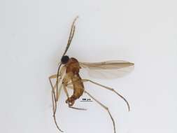 Image of Scythropochroa