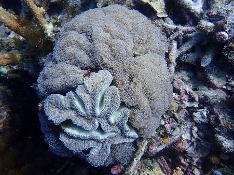 Image of Stony corals