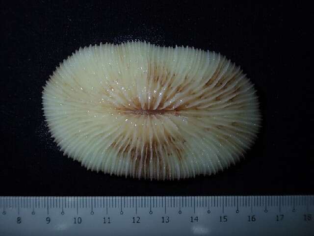 Image of Fungiidae Dana 1846