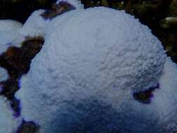 Image of staghorn corals