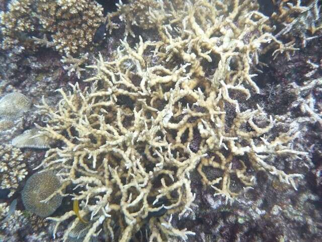 Image of staghorn corals