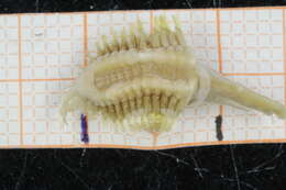 Image of Polynoinae