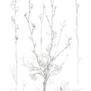 Image of Delphinium balansae Boiss. & Reuter