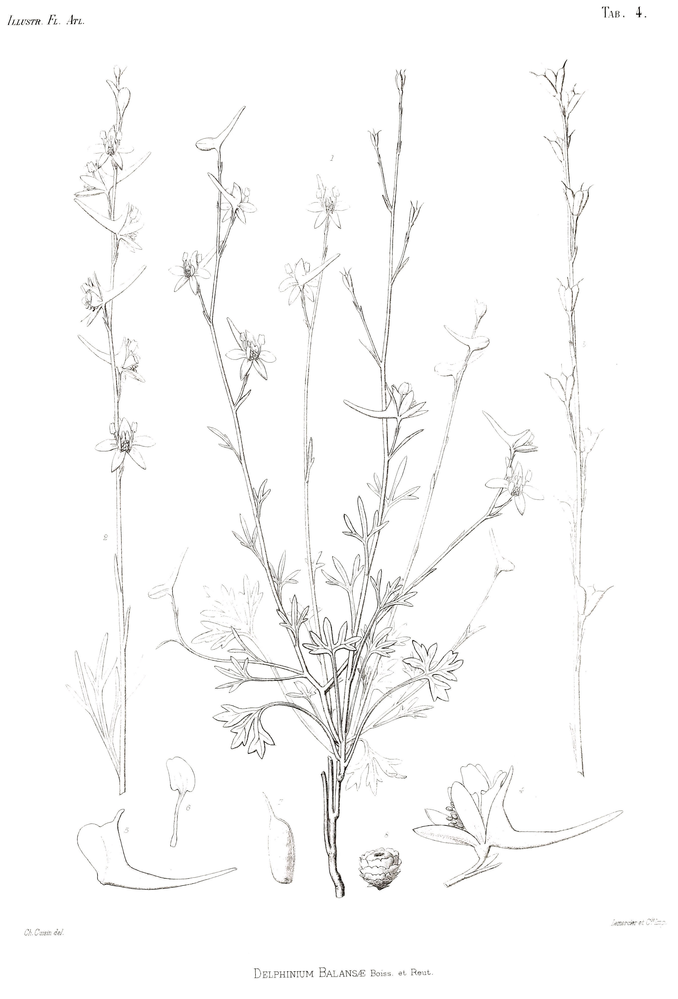 Image de Delphinium balansae Boiss. & Reuter