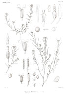 Eremobium aegyptiacum (Spreng.) Asch. resmi