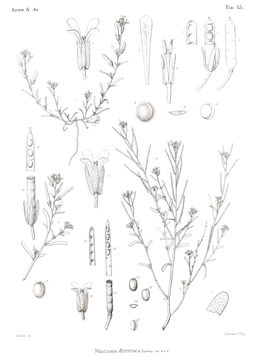 Image of Eremobium aegyptiacum (Spreng.) Asch.