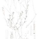 Plancia ëd Eremobium aegyptiacum (Spreng.) Asch.