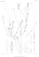 Eremobium aegyptiacum (Spreng.) Asch. resmi