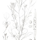 Image de Brassica spinescens Pomel