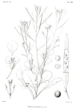 Image of Brassica spinescens Pomel