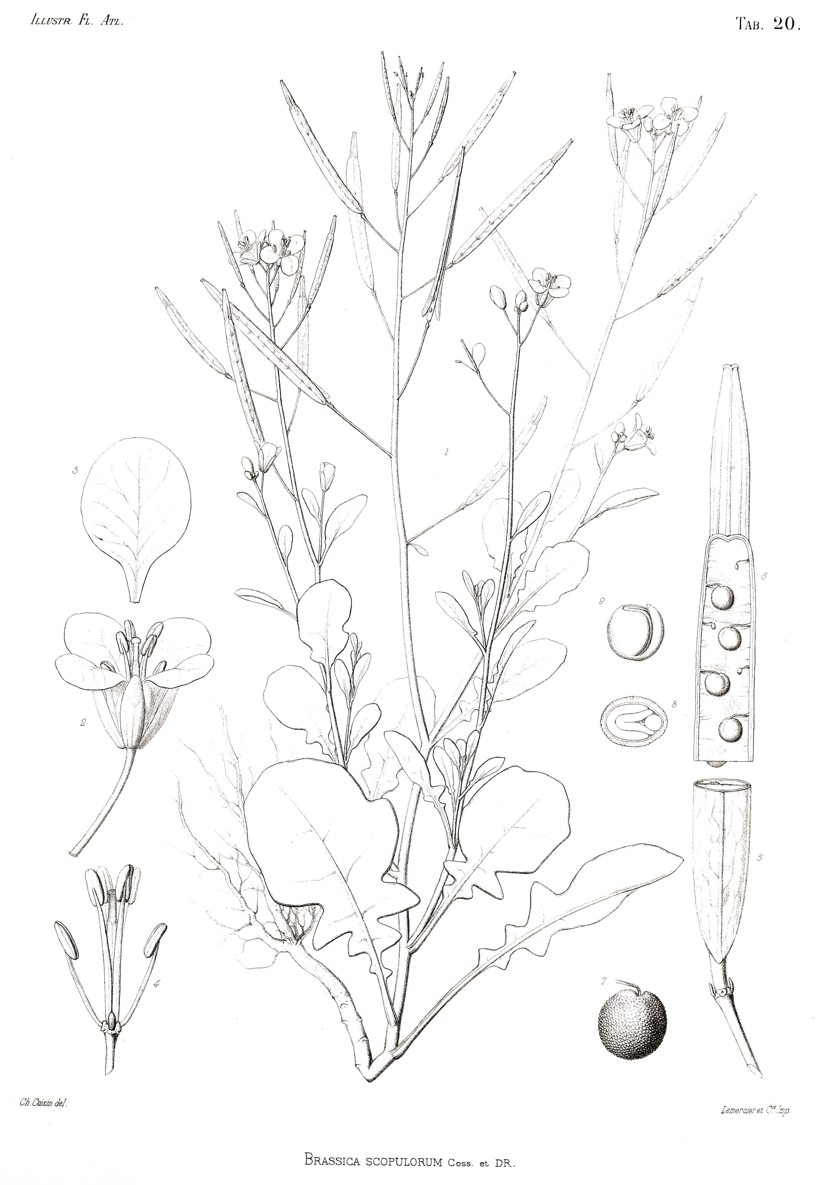 Brassica spinescens Pomel resmi