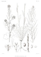 Image of Erucastrum leucanthum Coss. & Durieu