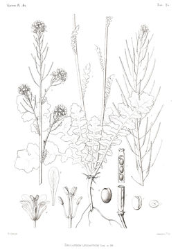 Image of Erucastrum leucanthum Coss. & Durieu