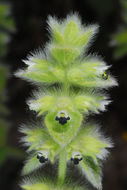 Image of hairy ironwort