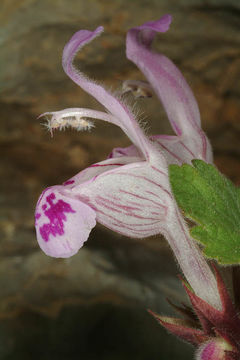 Image of <i>Lamium garganicum</i> L.