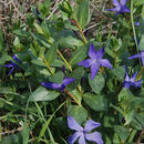 Image of herbaceous periwinkle