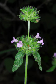 Image of Wild Basil