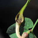 Image of <i>Aristolochia parvifolia</i> Sm.