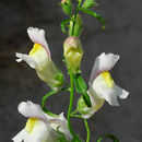 Image of Antirrhinum litigiosum Pau