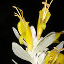 Image of Eremophila glabra (R. Br.) Ostenf.