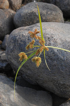Image of foxtail flatsedge