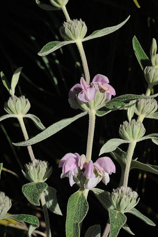 Phlomis purpurea (rights holder: )