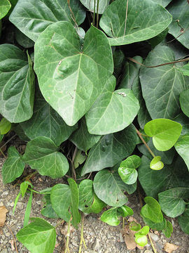 Image of colchis ivy