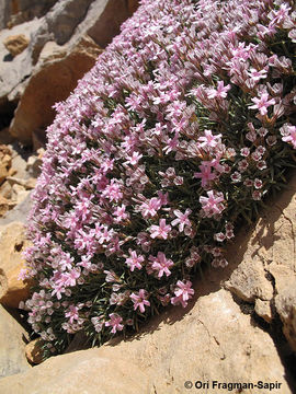 Image of <i>Acantholimon libanoticum</i> Boiss.