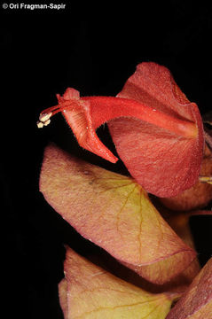 Image of Chinese hatplant