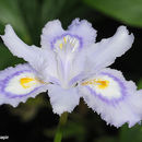 Image of Iris japonica Thunb.